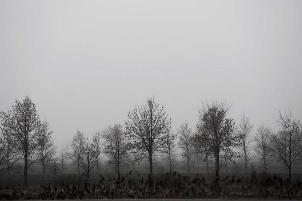 云雾笼罩的田野树木