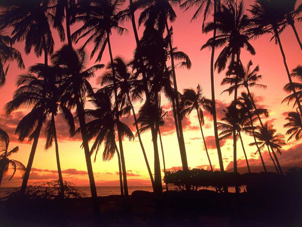 夏天海滨斜阳笼罩的椰子林