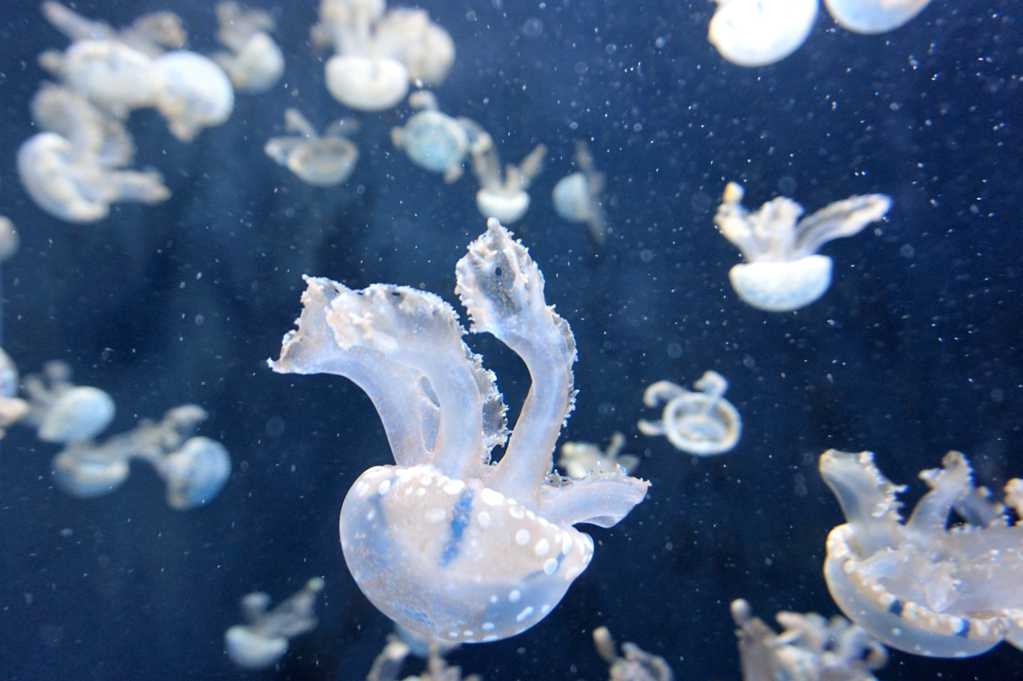 美丽的海洋水母