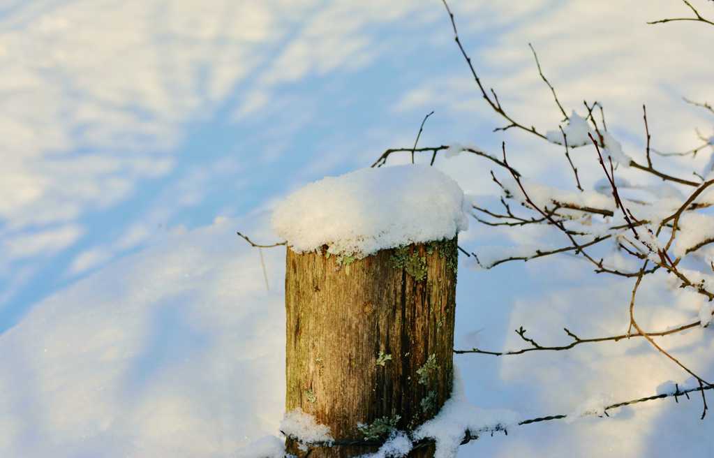 冬季雪地木桩图片