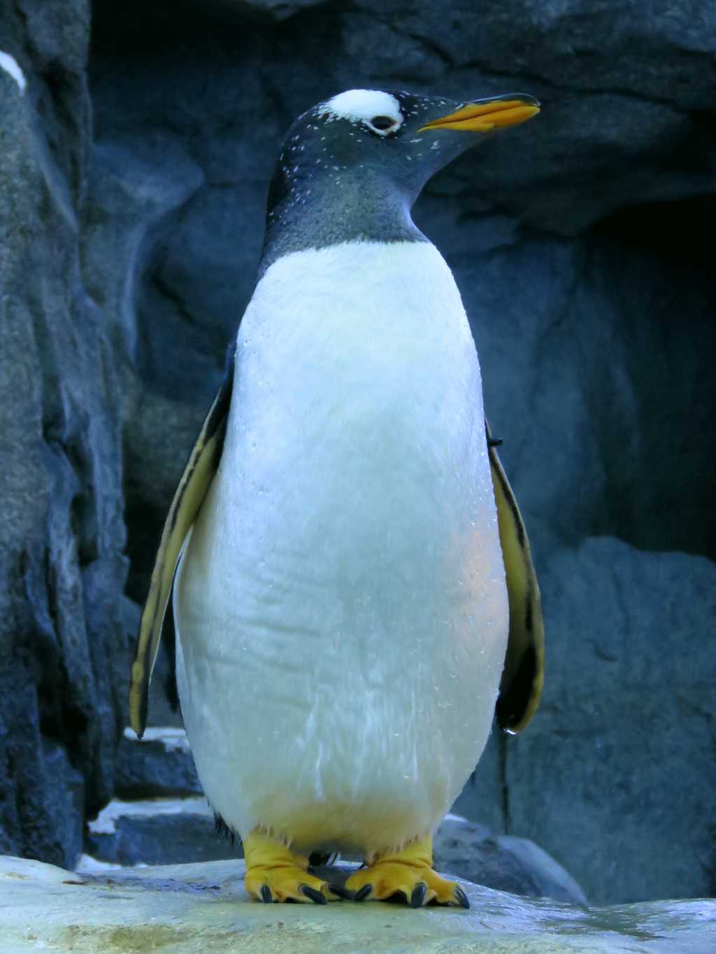 呆萌的巴布亚企鹅图片