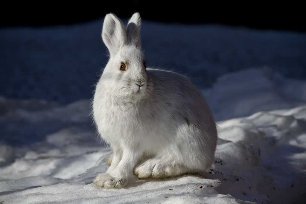 一只雪白的兔子图片
