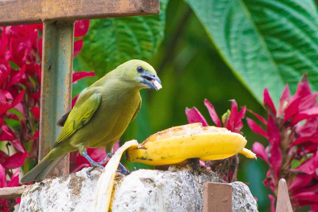 吃香蕉的绿色小鸟图片