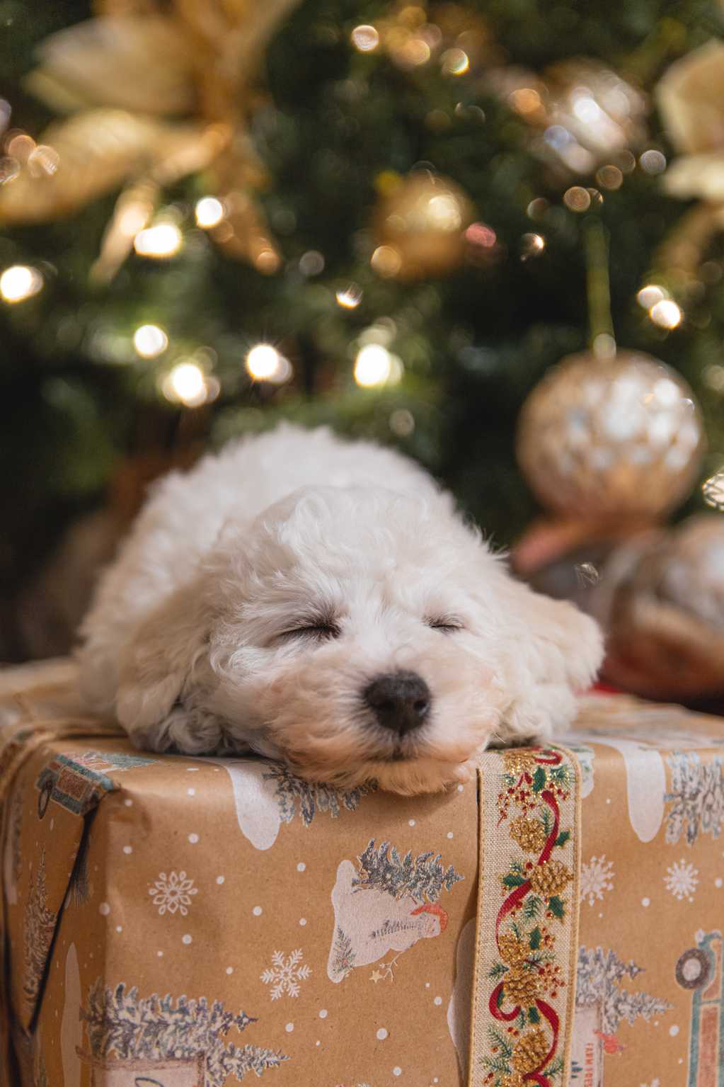 圣诞节小狗酣睡图片