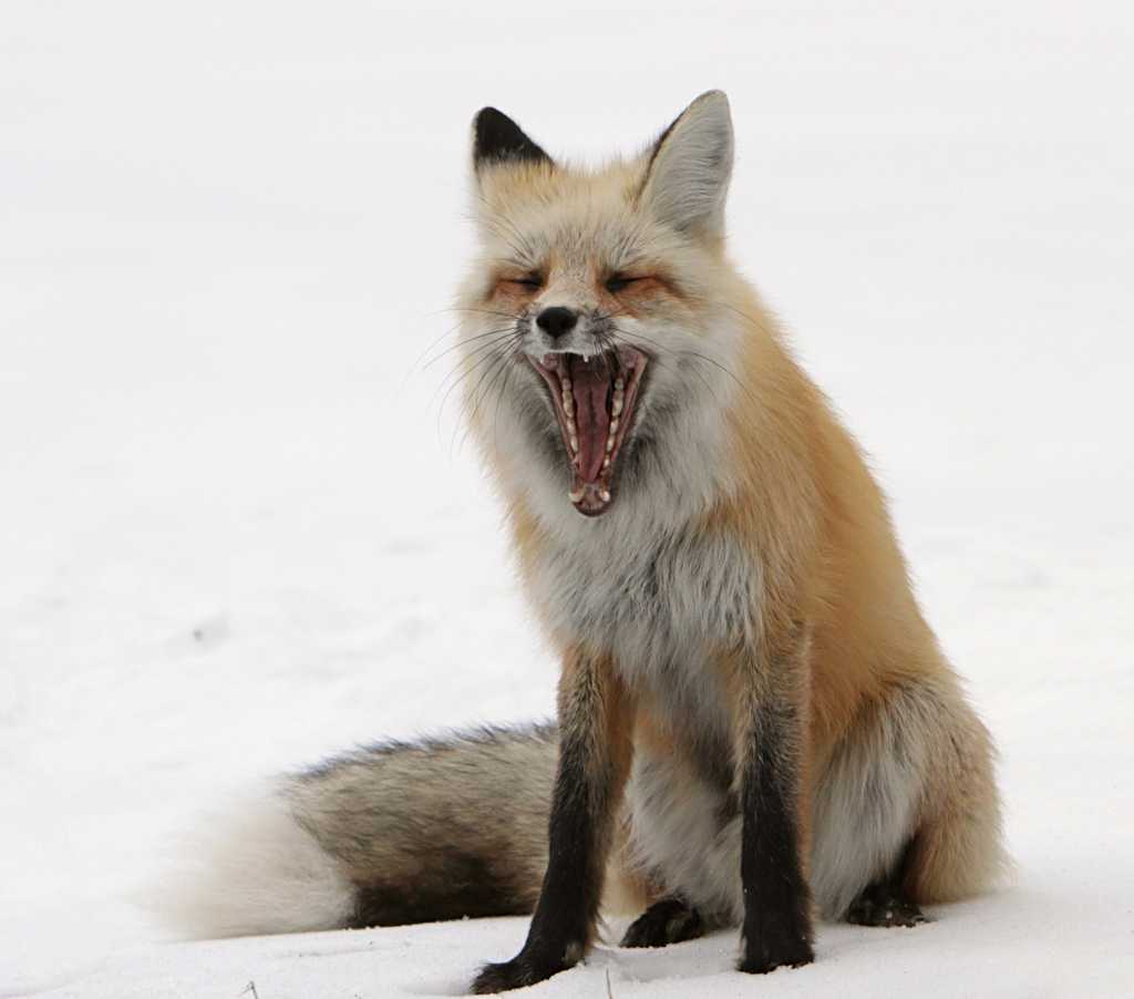 毛茸茸的尖嘴狐狸图片