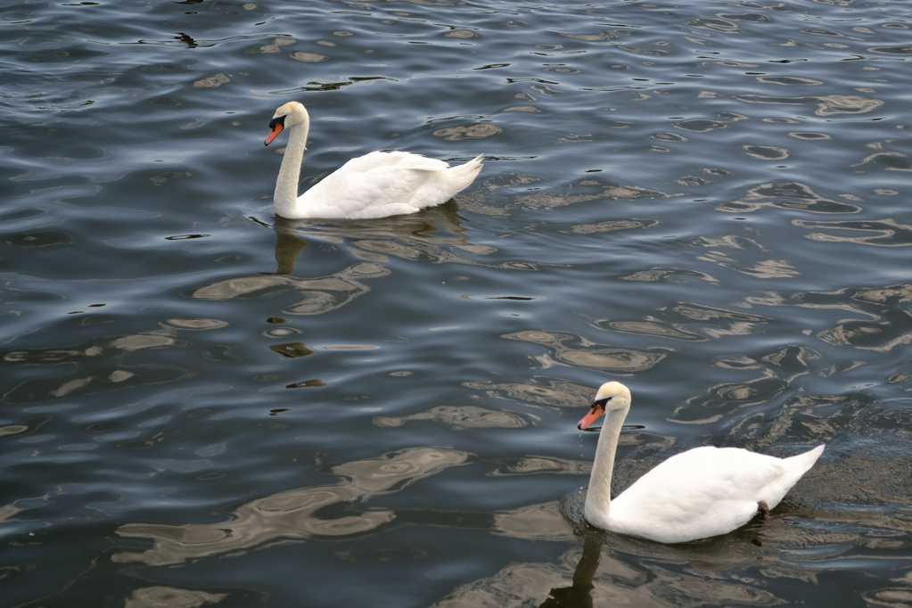 湖中的两只白天鹅图片
