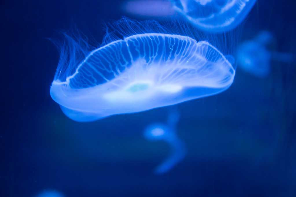 深海透亮的水母图片