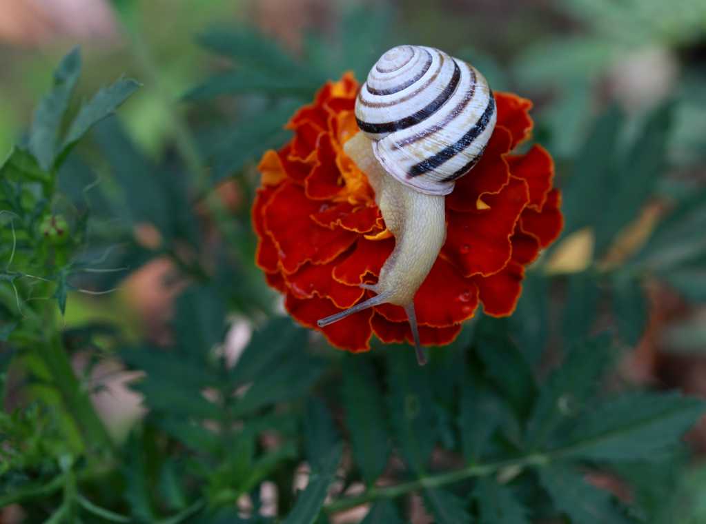 鲜花上的小蜗牛图片