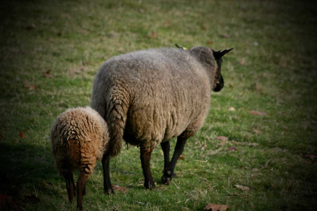 牧区母羊和小羊图片