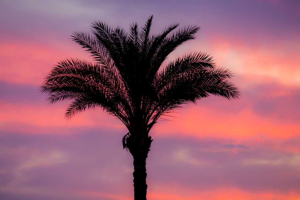 斜阳下的棕榈树剪影图片
