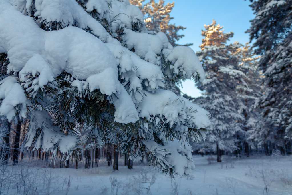 冬日树林的雪松图片