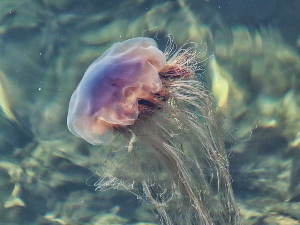 海洋中透亮的水母