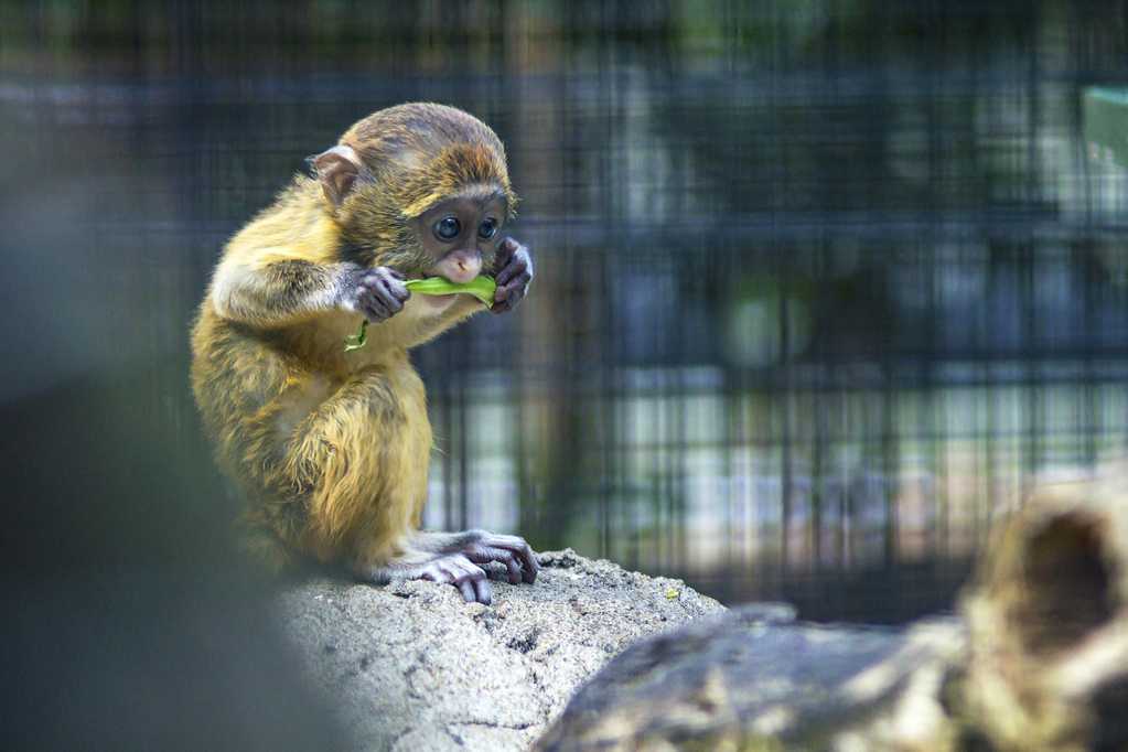 动物园里的小猴子图片