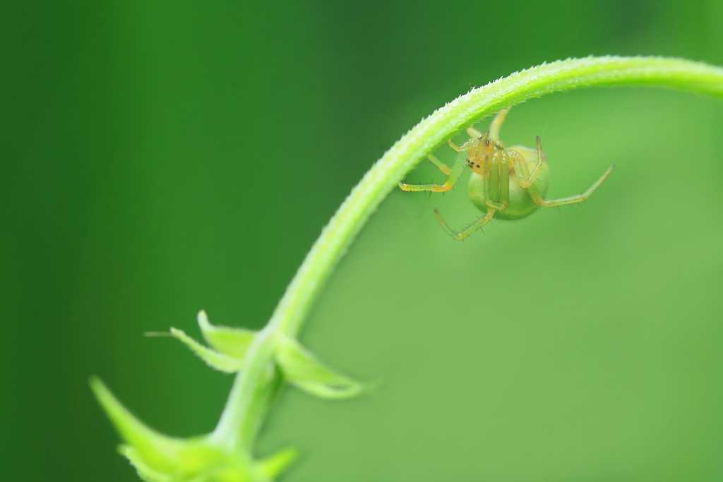 小巧玲珑的绿色蜘蛛图片