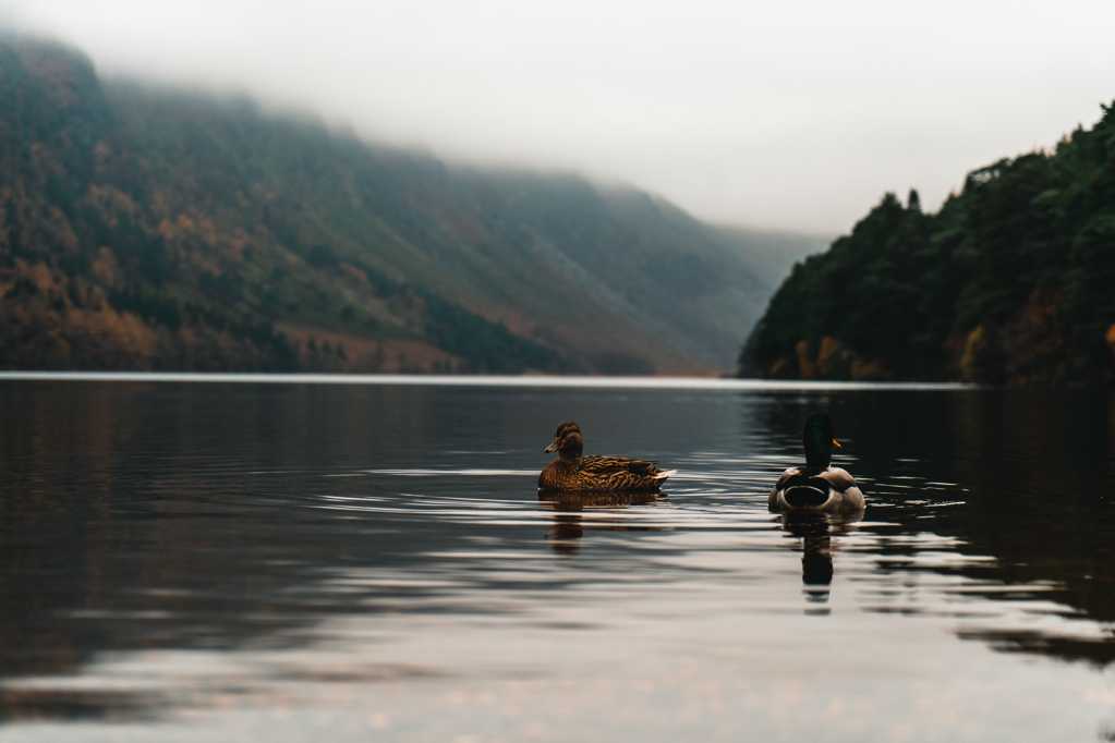 湖面上的野鸭图片