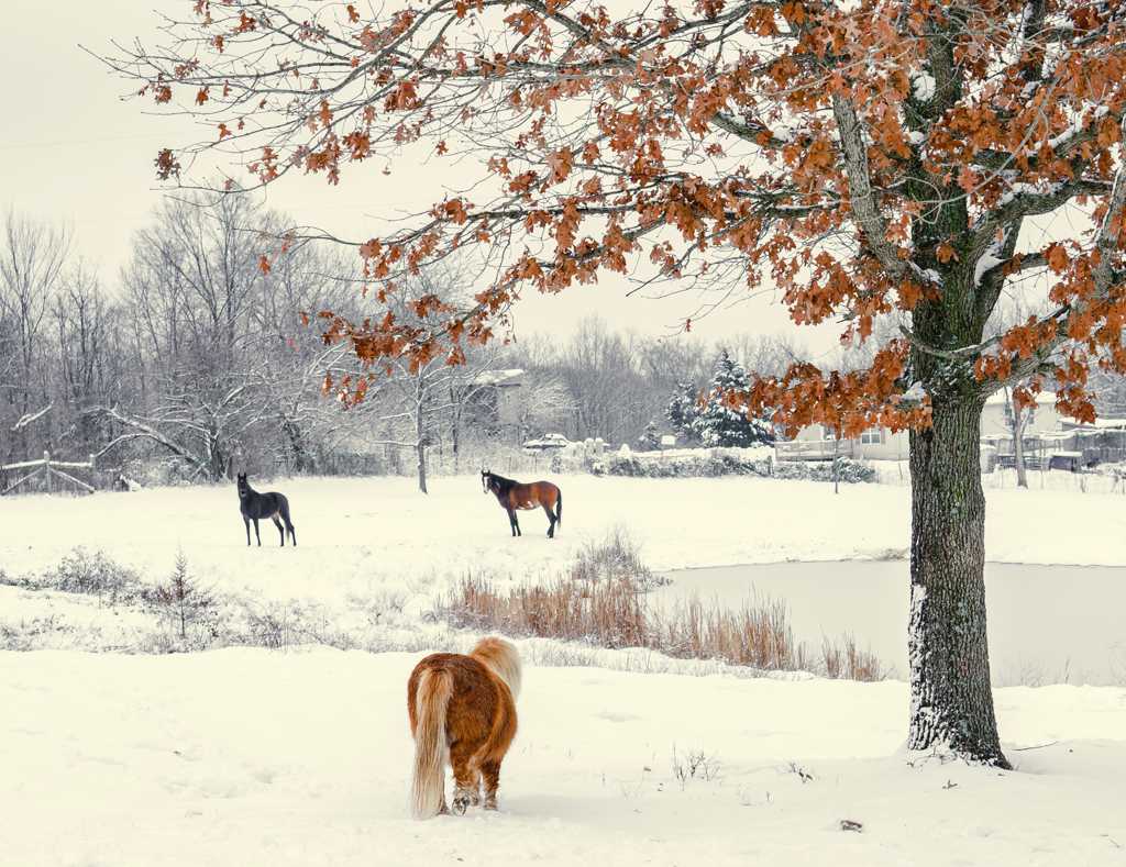 雪地里的马匹景致