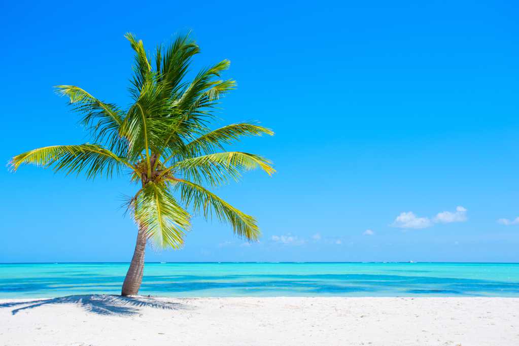 海岛椰树自然景色图片