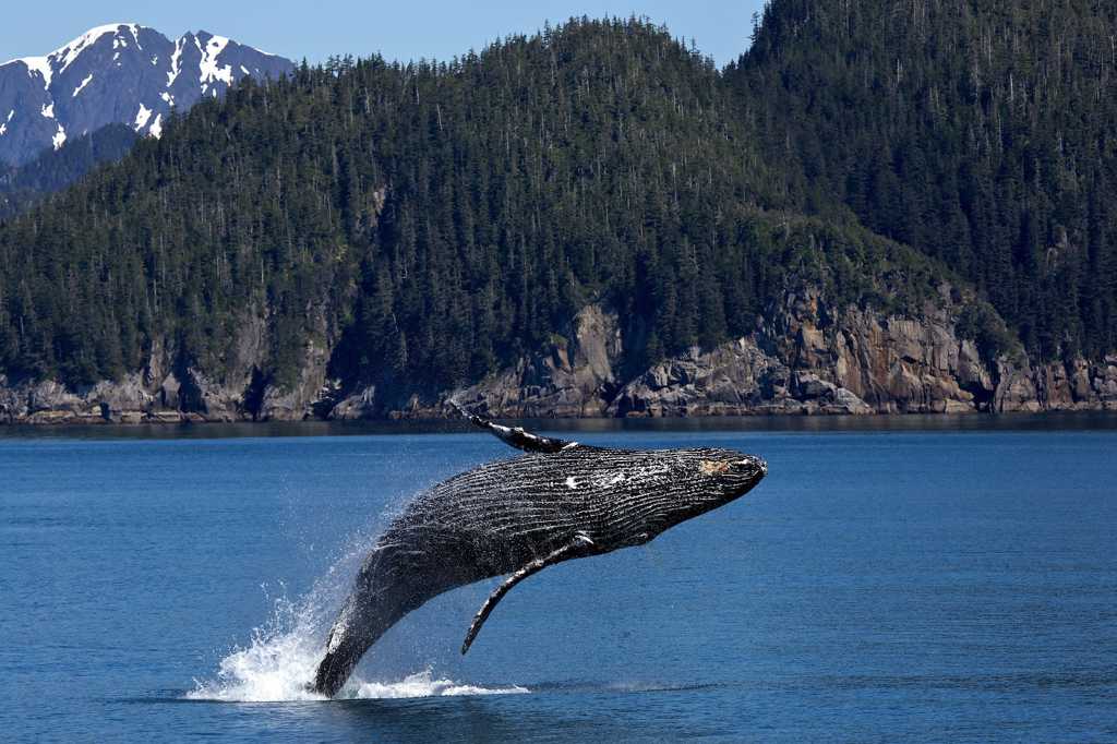 跃出海面的鲸鱼图片
