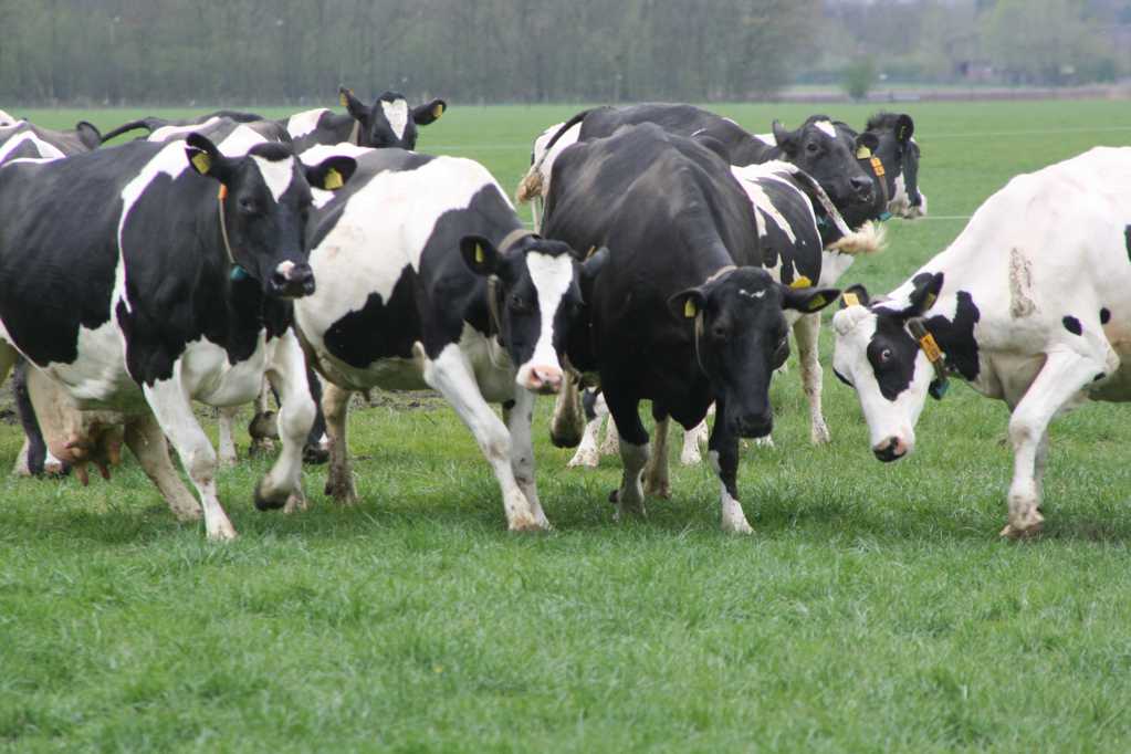农场里一群花白奶牛
