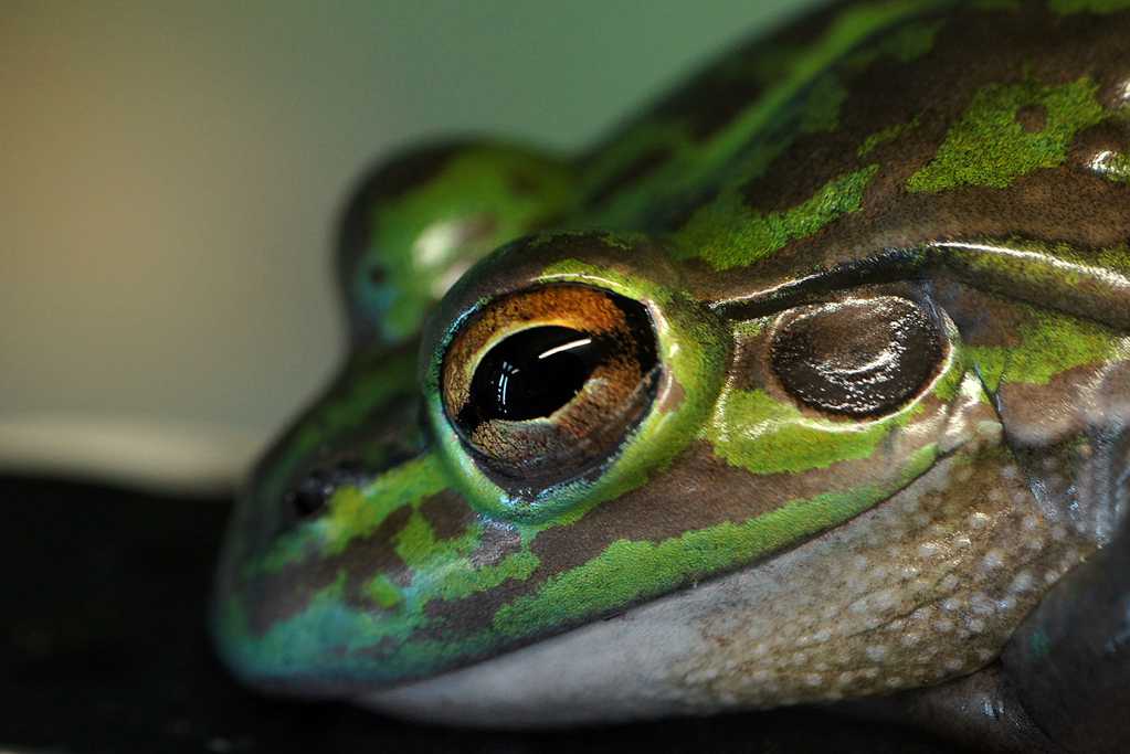 青蛙头部图片