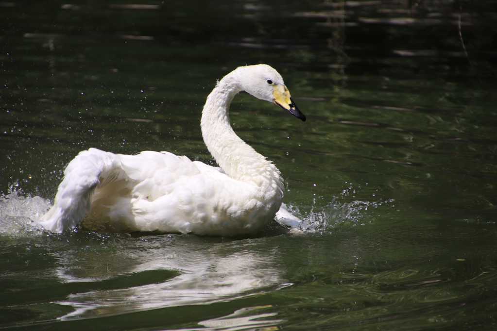 湖中戏水的白天鹅图片