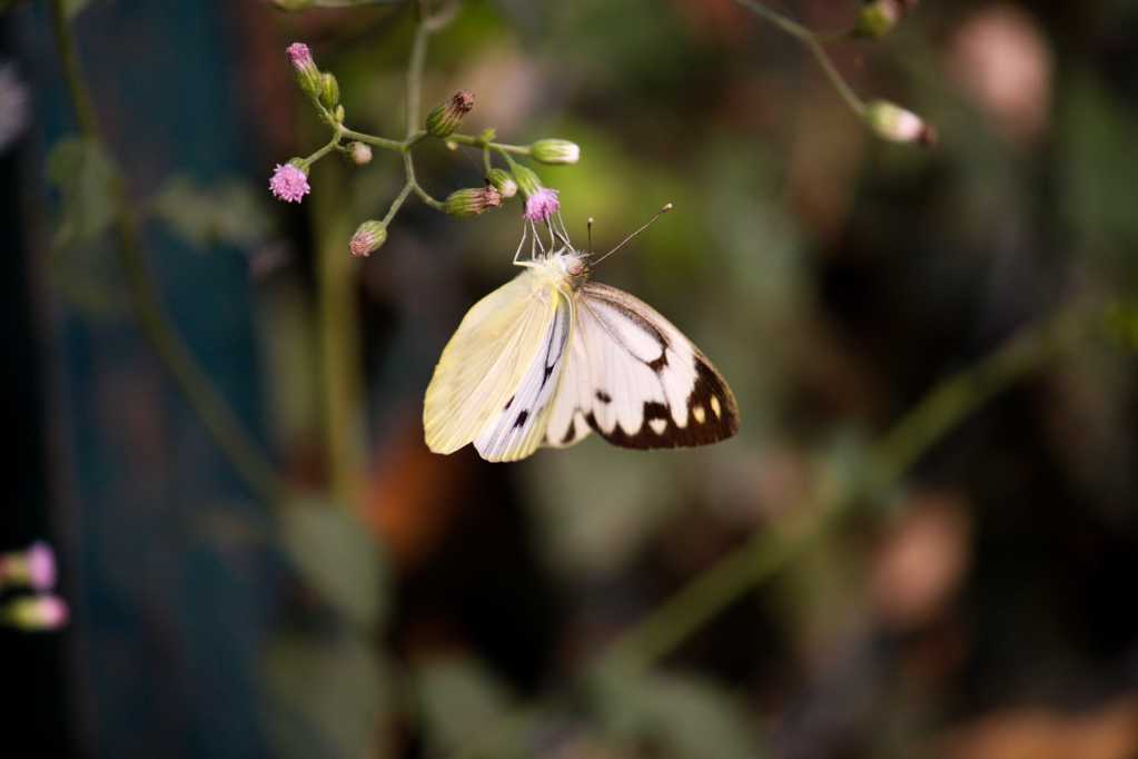 一只美丽的白粉蝶