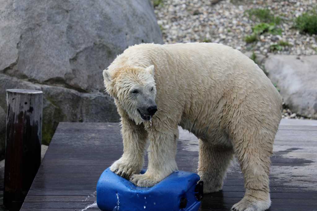 动物园的北极熊图片