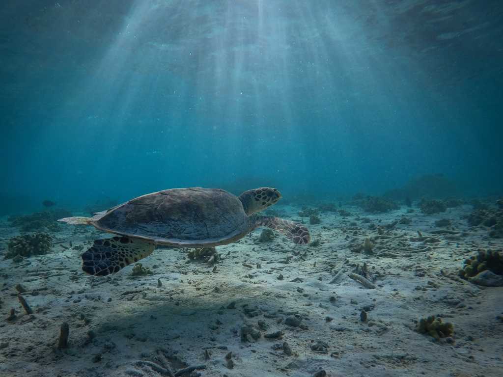 海底里遨游的海龟图片