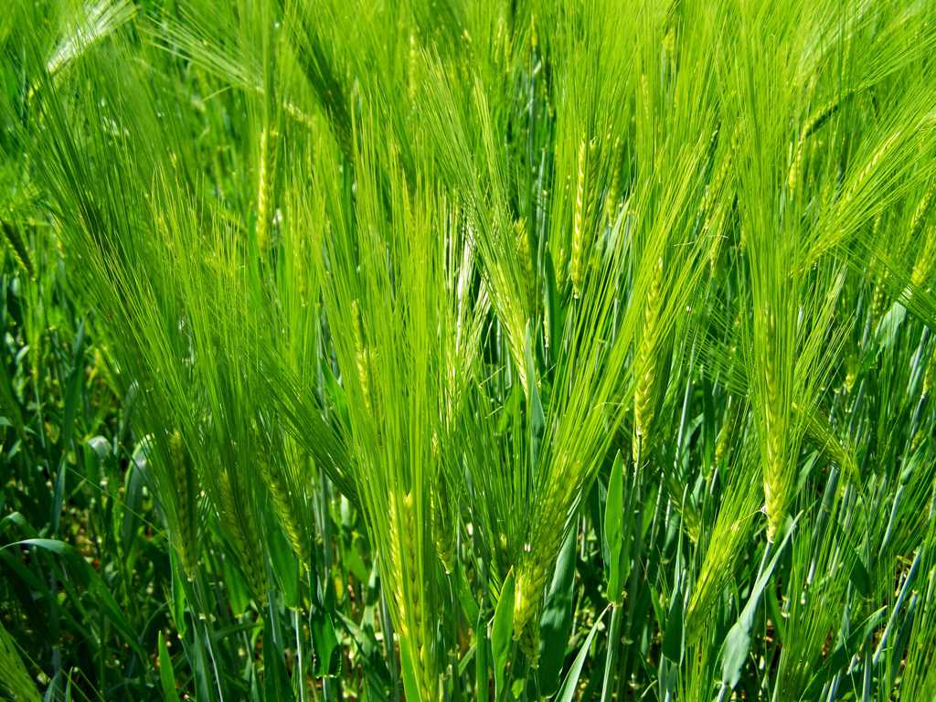 翠绿的小麦背景图片