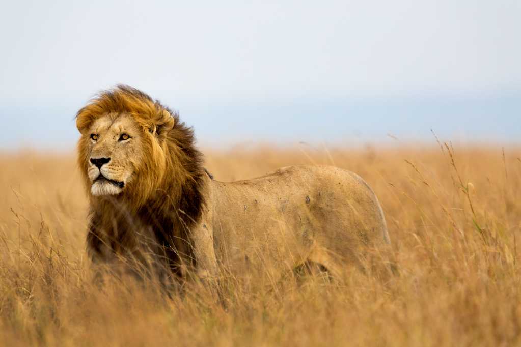 非洲草原的狮子图片