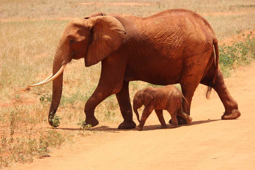 散步中的大象和小象图片