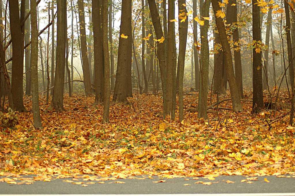 秋天的落叶林景致图片
