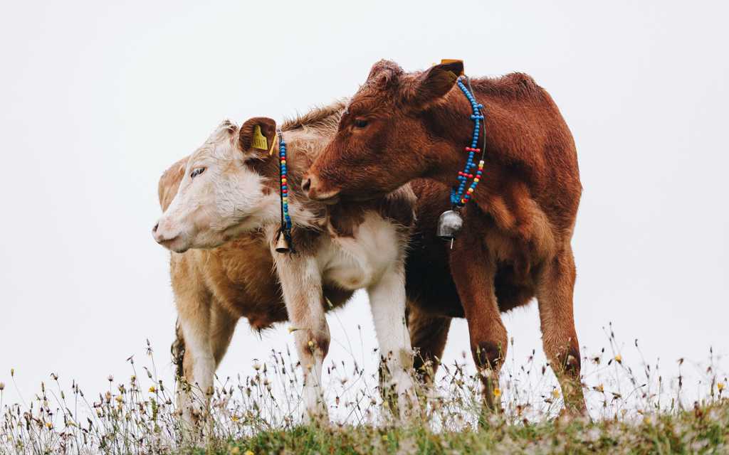 草地上的两头牛图片