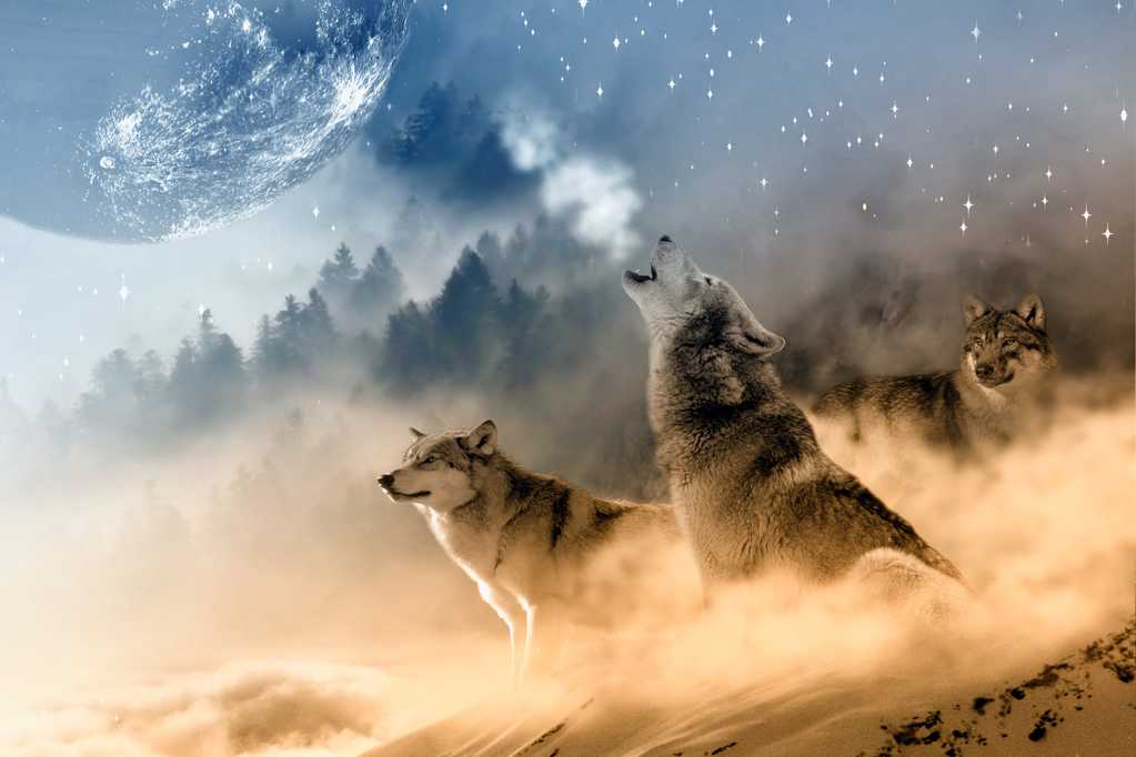 沙尘中的狼群图片