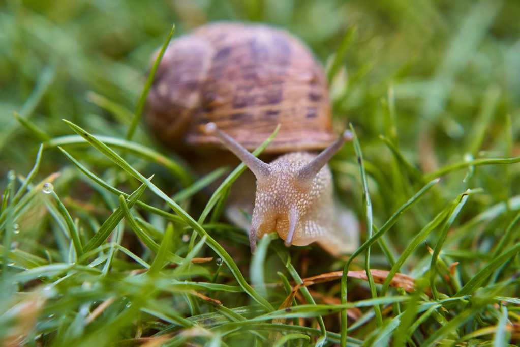草丛里一只蜗牛