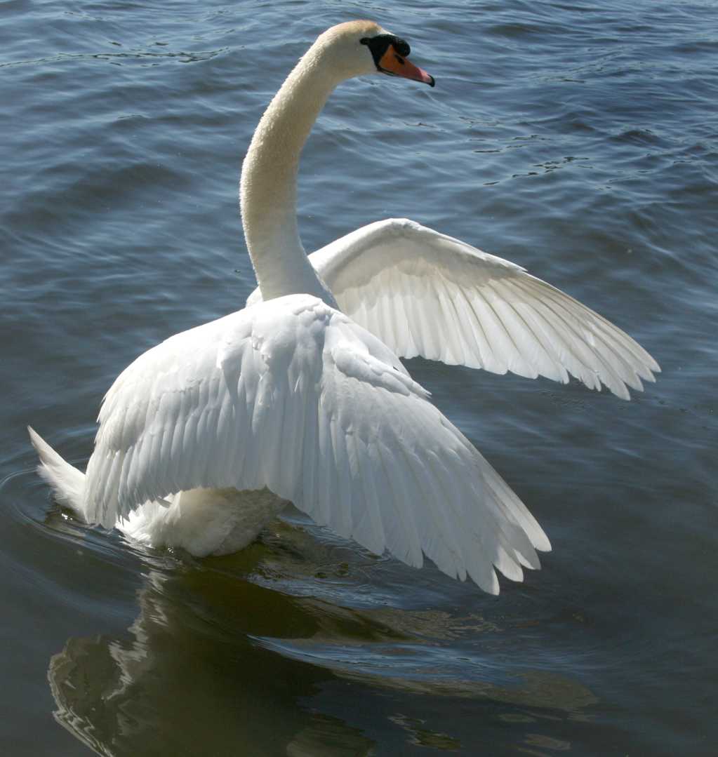 湖里挥动翅膀的白天鹅
