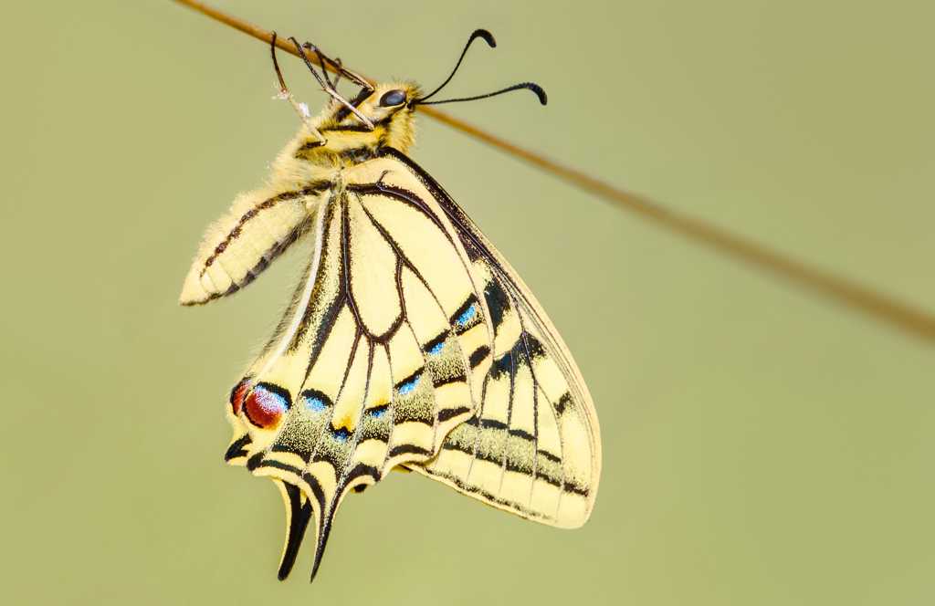美丽的燕尾蝶图片