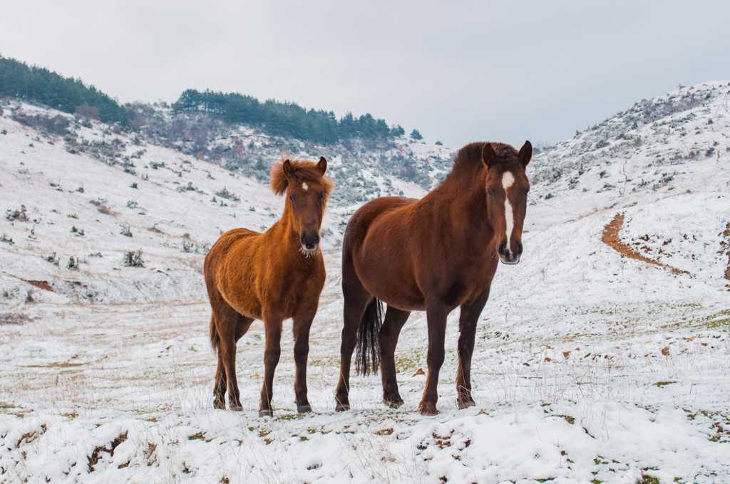 雪地里的棕色马匹