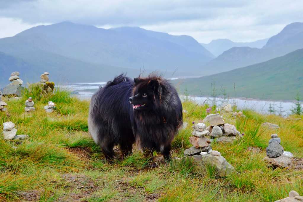 站在山头的苏格兰牧羊犬