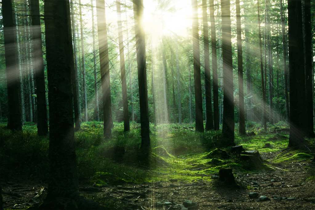 霞光照耀的森林图片