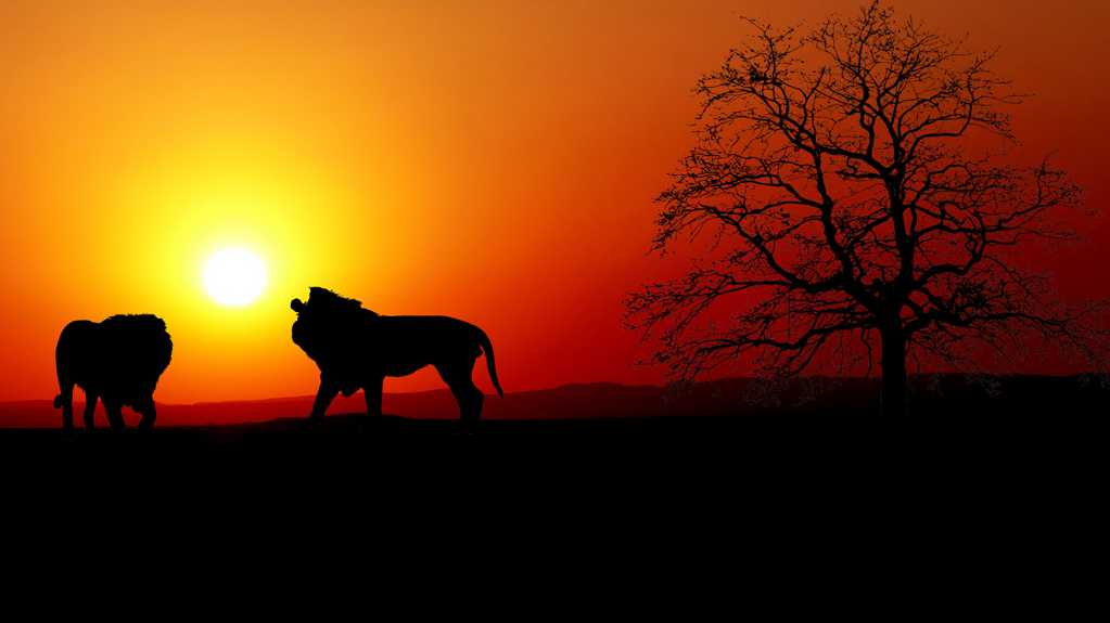 夕阳下的狮子树木剪影图片