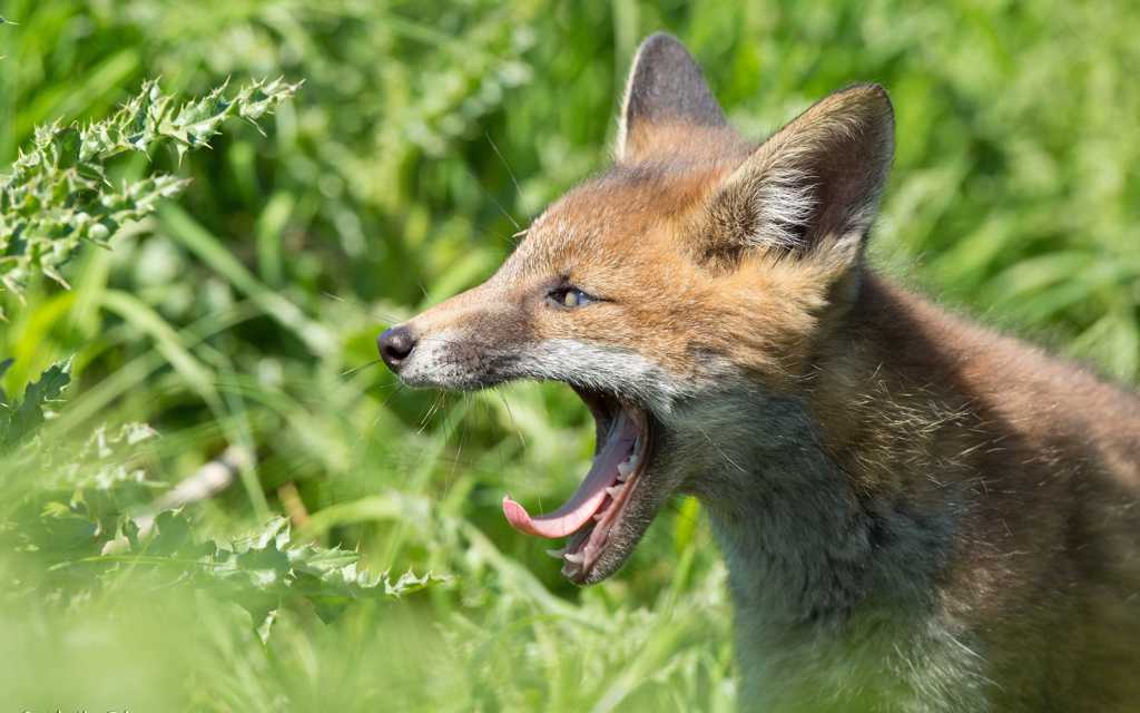 发怒的野生狐狸图片