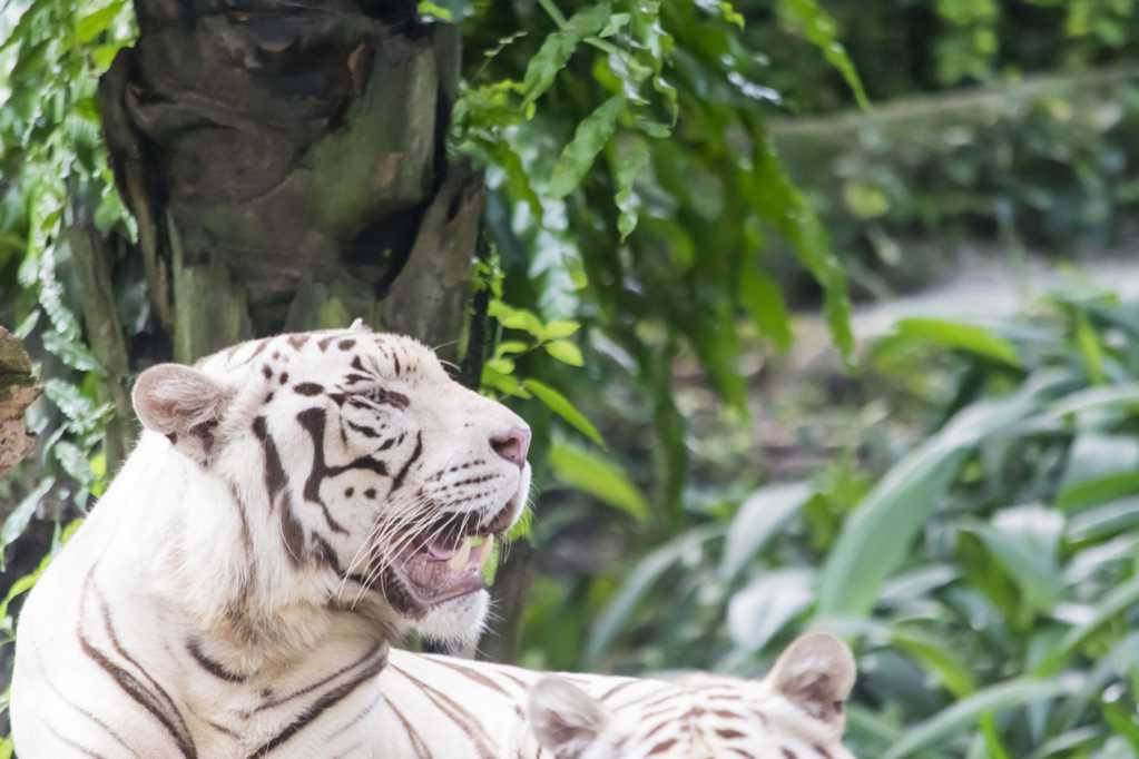 动物园里的白老虎