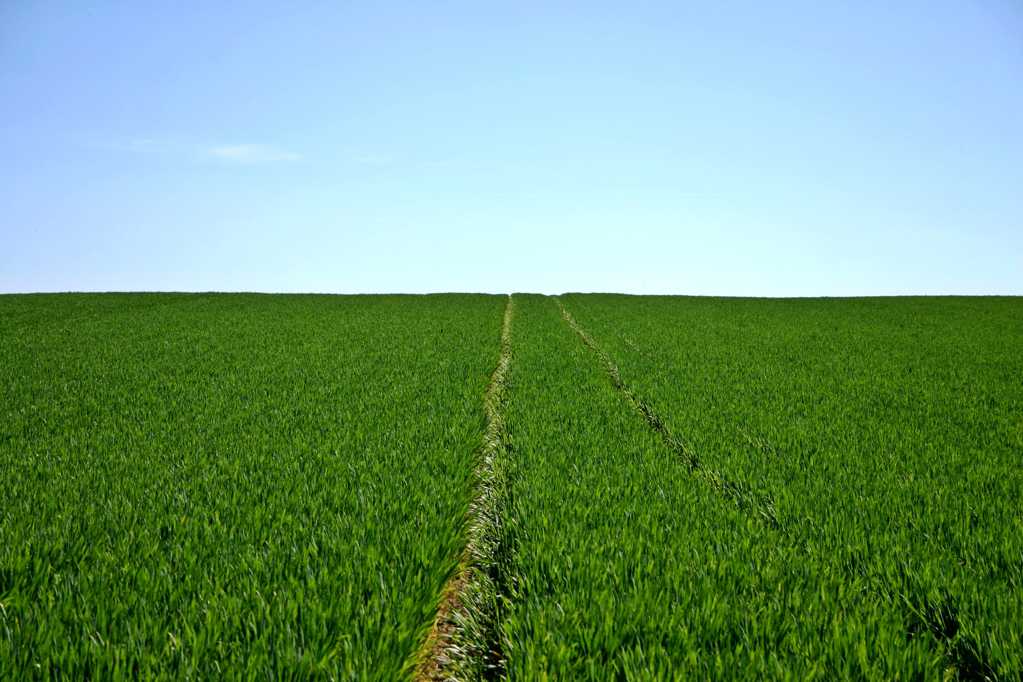 绿油油的麦田景致图片