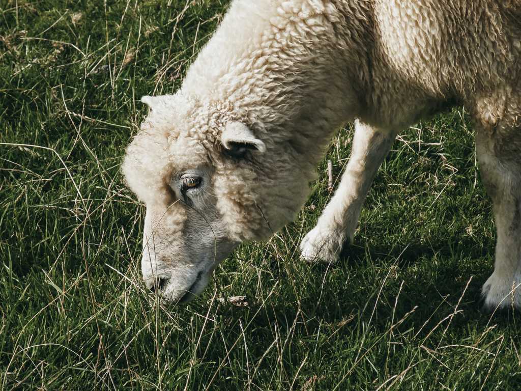 绵羊吃草图片