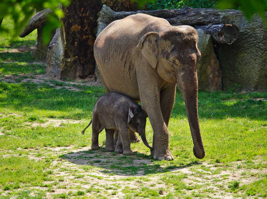丛林里步行的大象