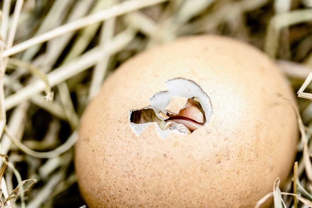 鸡雏孵化破壳图片