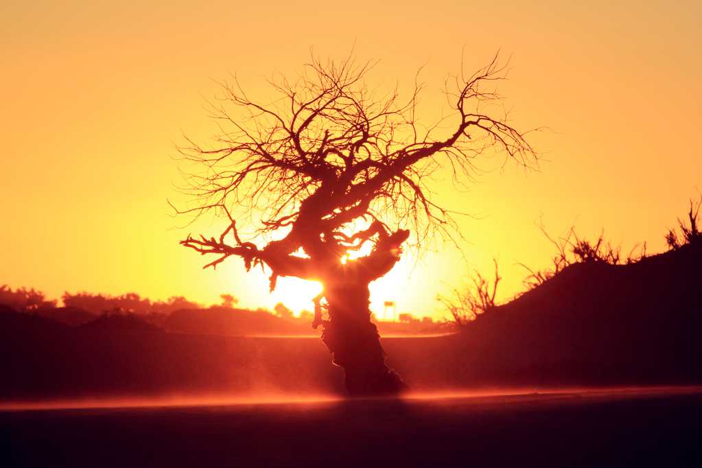 夕阳下的枯树剪影