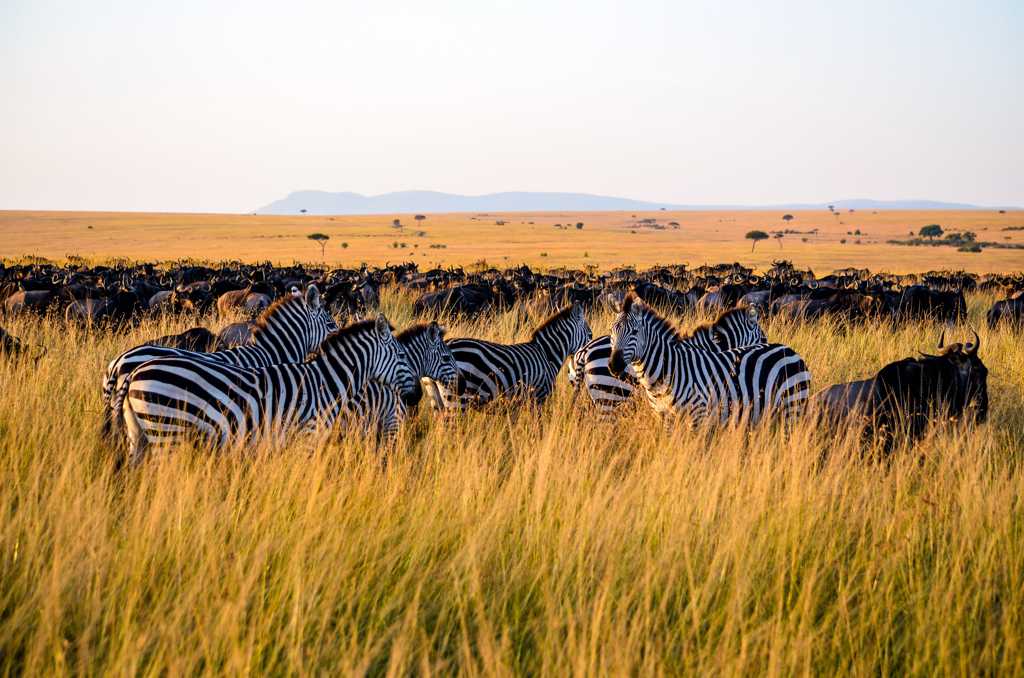 非洲草原上的斑马群