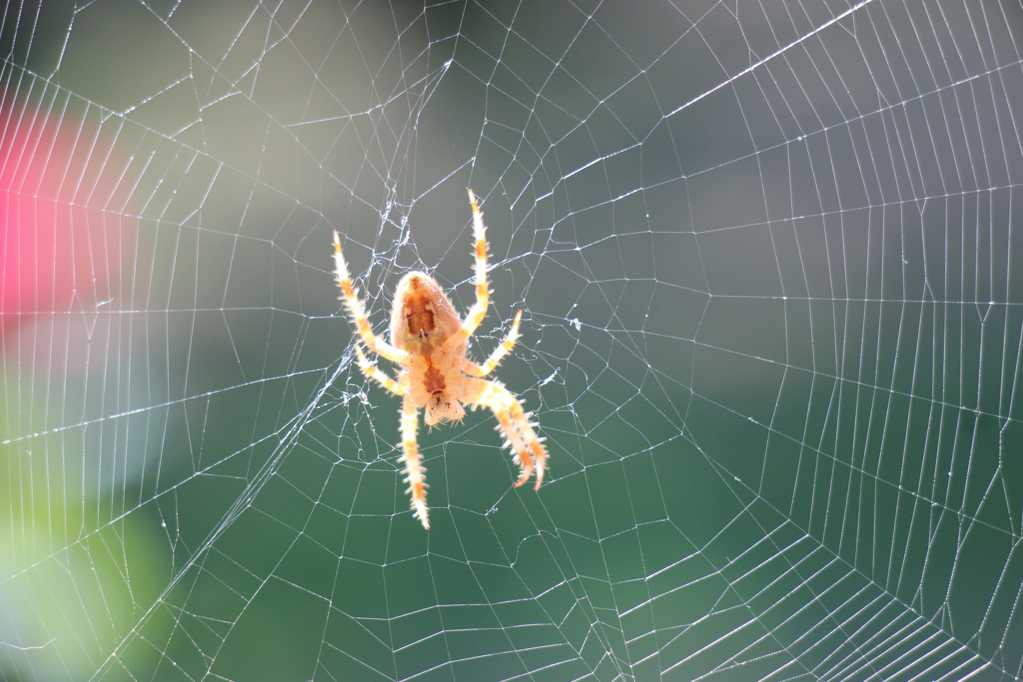 织网的小蜘蛛图片